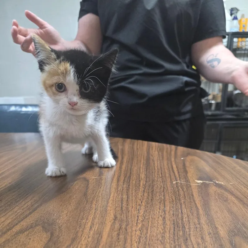 Tabitha thumbnail 2