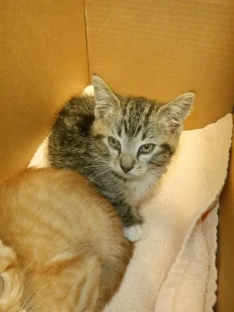 A baby small-sized female Domestic Short Hair cat named Matcha for adoption in San Jose, CA