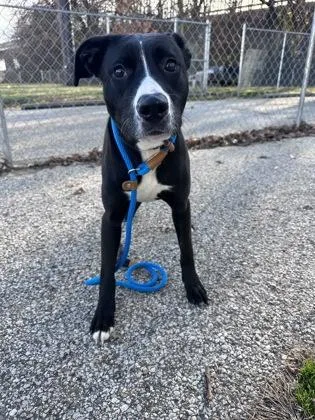 Plum Pudding thumbnail 2