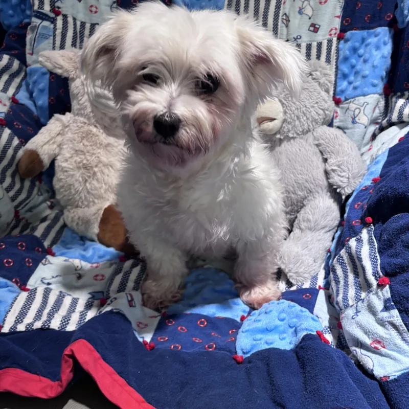 An adult small-sized female Maltese dog named Charlotte for adoption in Danville, VT