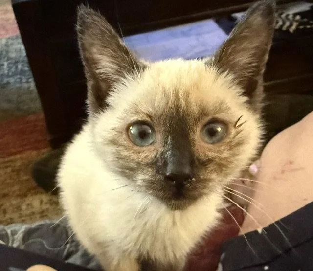 Rosie
