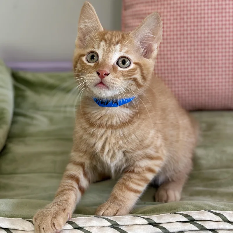 A baby medium-sized male Tabby (Orange / Red) Domestic Short Hair cat named Aura for adoption in Victor, NY