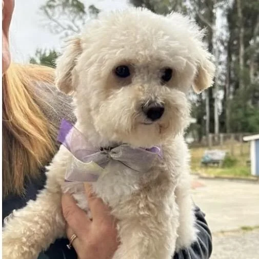 An adult small-sized male White / Cream Poodle dog named Chester for adoption in Santa Rosa, CA
