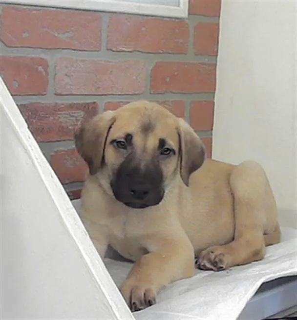 A baby small-sized male Labrador Retriever dog named Sonny for adoption in Houston, TX