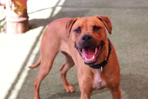 An adult large-sized male Pit Bull Terrier dog named Reggie for adoption in Escondido, CA