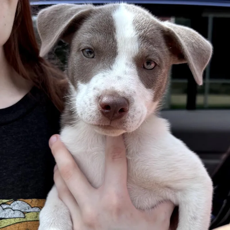 A baby small-sized female Gray / Blue / Silver Terrier dog named Ducky U for adoption in Tupelo, MS