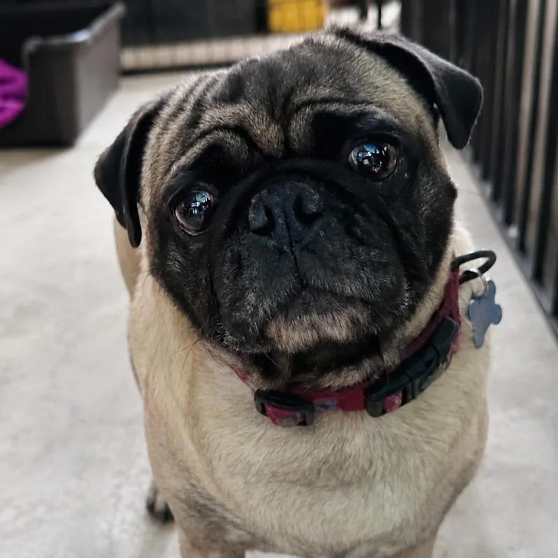 Paco thumbnail 2
