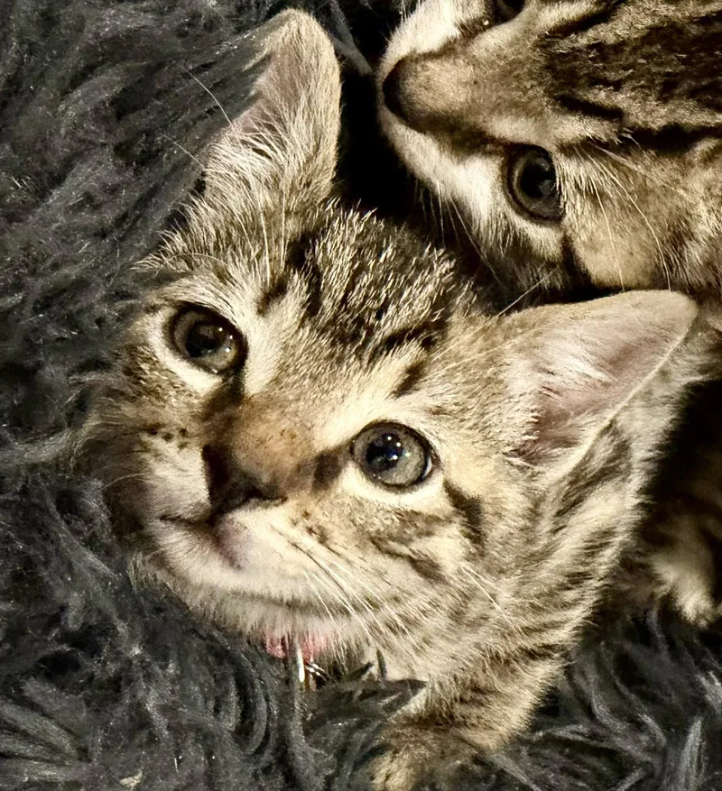 A baby medium-sized male Tabby cat named Lethandor for adoption in Weems, VA