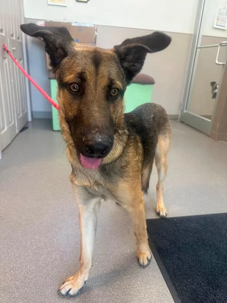 A baby medium-sized male German Shepherd Dog dog named Harvey for adoption in La Porte, IN