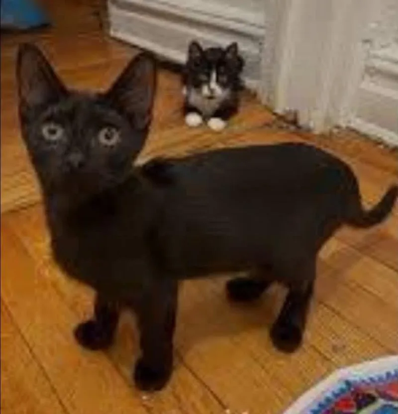A baby small-sized female Abyssinian cat named Louise OS C Nelson for adoption in Saunderstown, RI