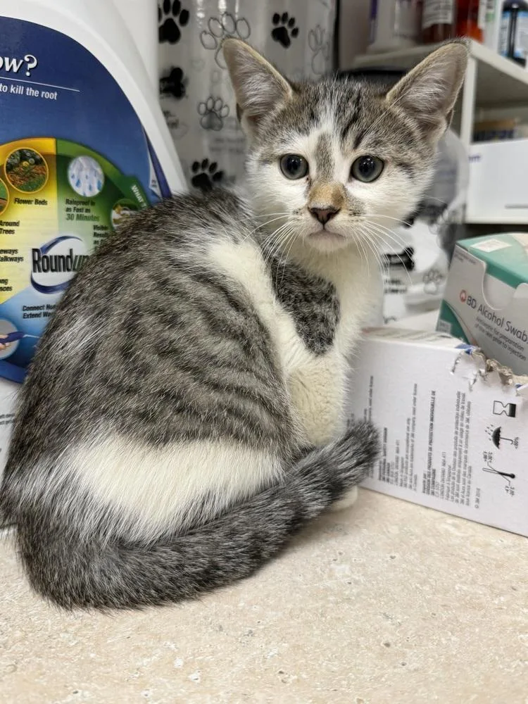 A baby small-sized male Domestic Short Hair cat named Bob for adoption in Ontario, CA