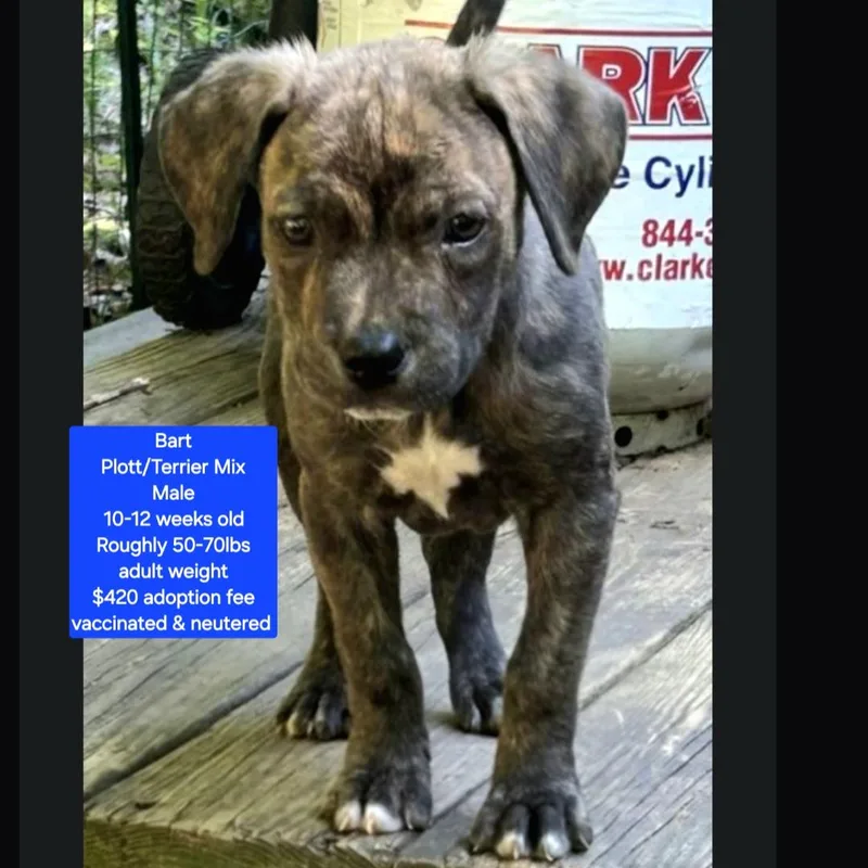 A baby large-sized male Plott Hound dog named Bart for adoption in Oviedo, FL