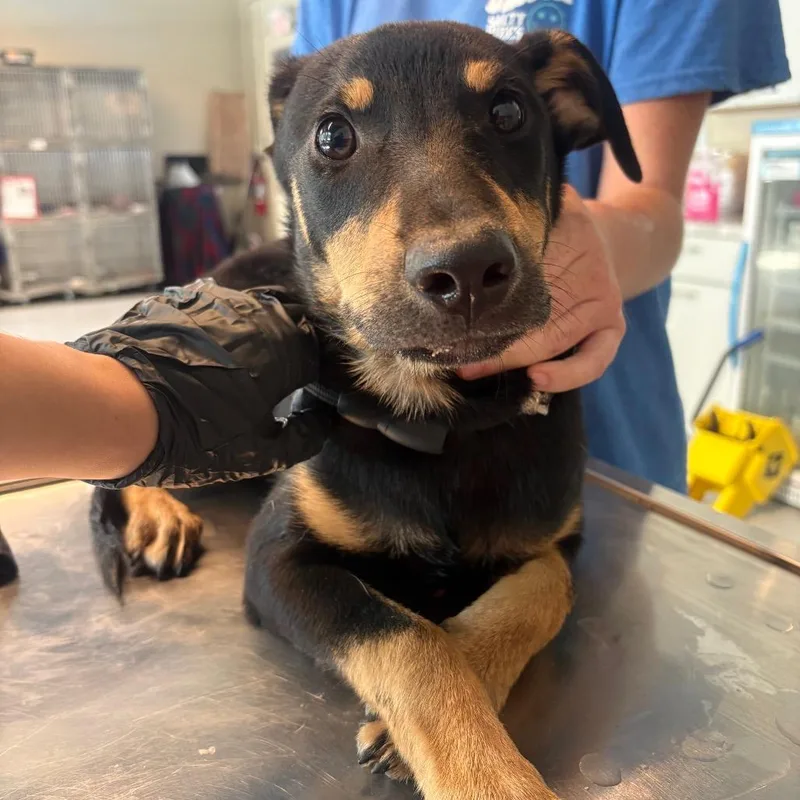 A young small-sized male Mixed Breed dog named Bowman for adoption in Huntington, WV