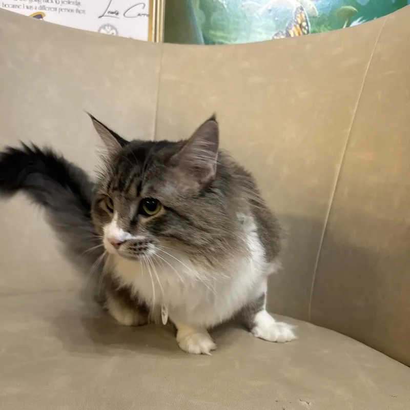 An adult large-sized male Brown / Chocolate Domestic Long Hair cat named Charlie for adoption in Austin, TX