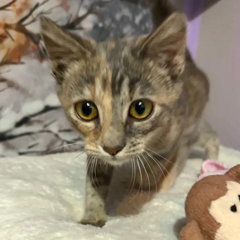 Pippa thumbnail 2
