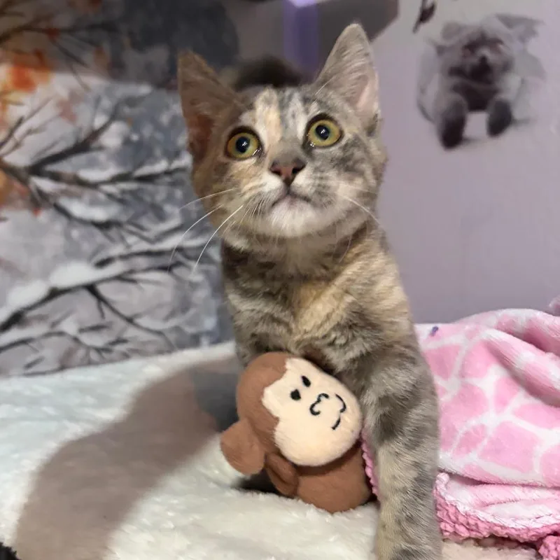 Pippa thumbnail 3