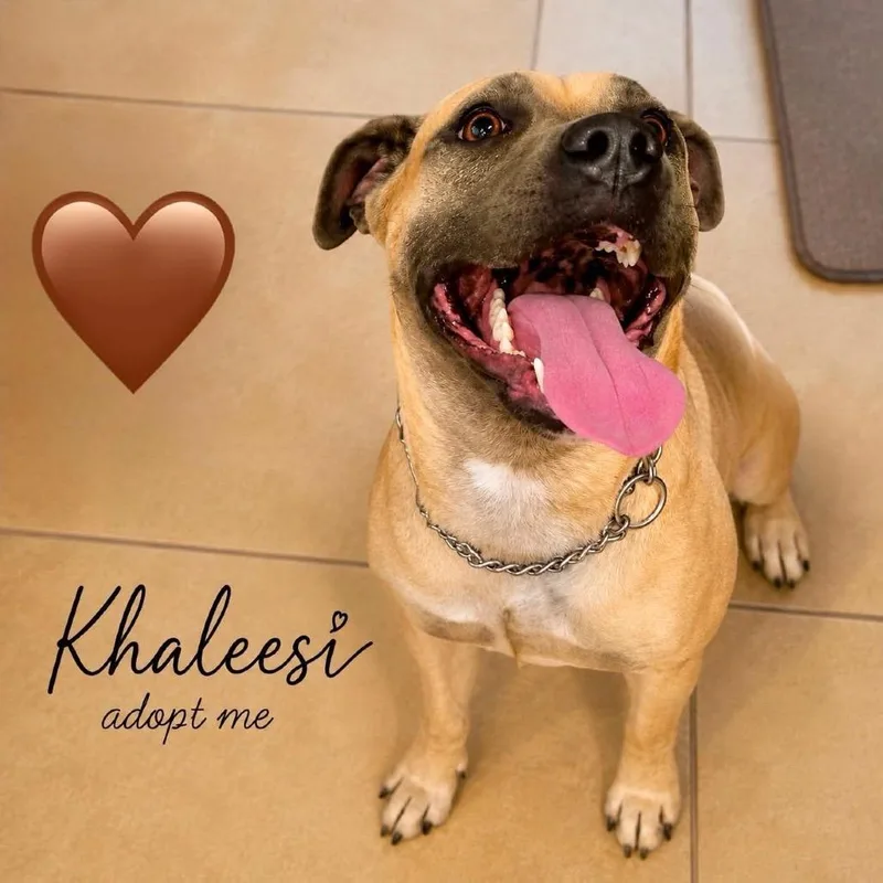 Khaleesi thumbnail 2
