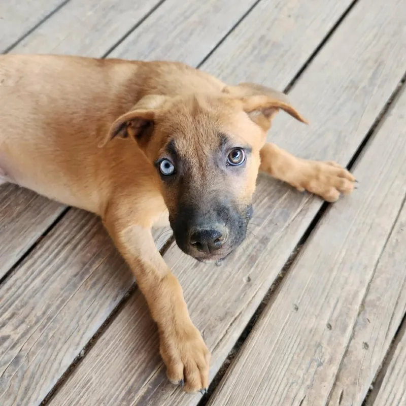 Cherie Al thumbnail 2