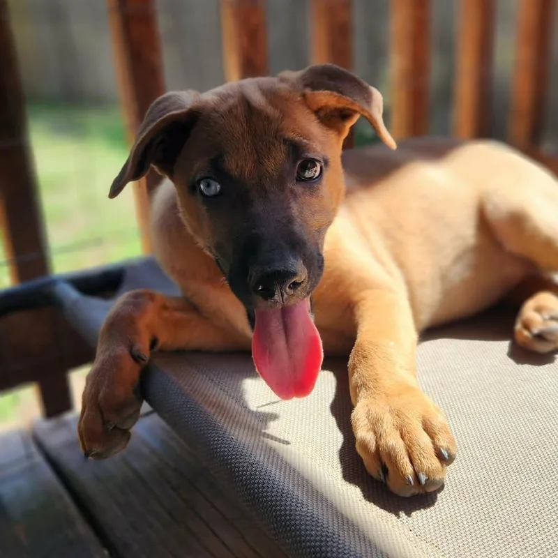 Cherie Al thumbnail 4