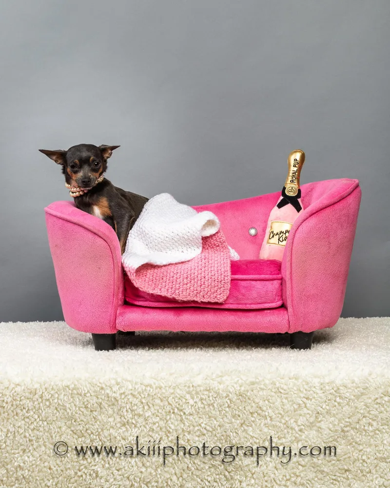 A young small-sized female Tricolor (Brown, Black, & White) Chihuahua dog named Lola Coming Late for adoption in Plano, TX