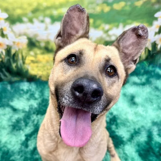 An adult large-sized female Yellow / Tan / Blond / Fawn German Shepherd Dog dog named Darla for adoption in Wichita, KS