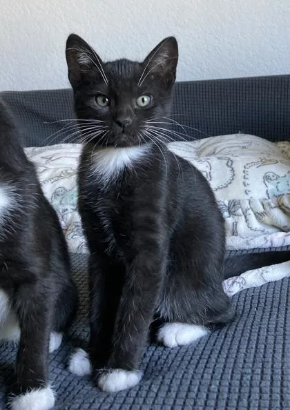 A baby small-sized female Domestic Long Hair cat named Rachel for adoption in Sacramento, CA