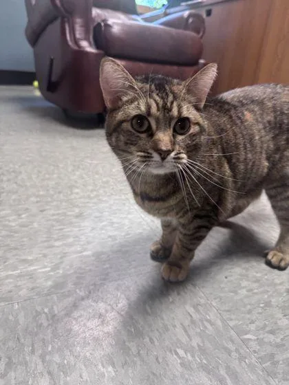 An adult small-sized female Domestic Short Hair cat named Luna for adoption in Shawano, WI