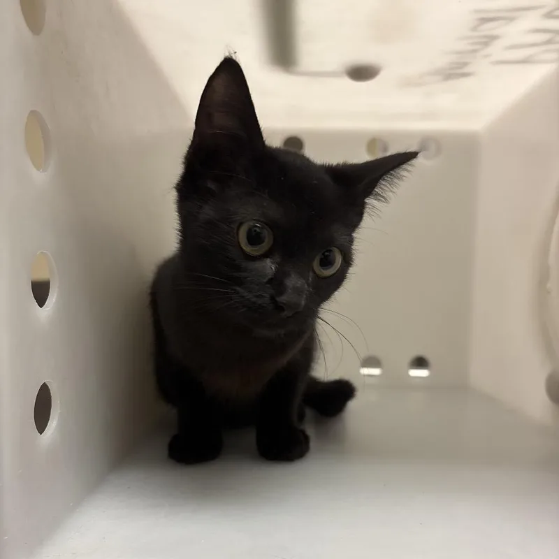 A baby small-sized male Black Domestic Short Hair cat named Black Panther for adoption in Columbus, GA