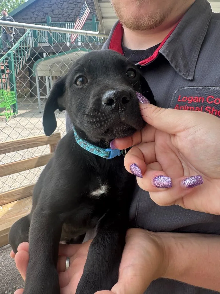 A baby medium-sized male Labrador Retriever dog named Brew for adoption in Russellville, KY