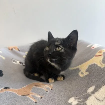 A baby small-sized female Domestic Short Hair cat named Alexa Grady for adoption in Janesville, WI