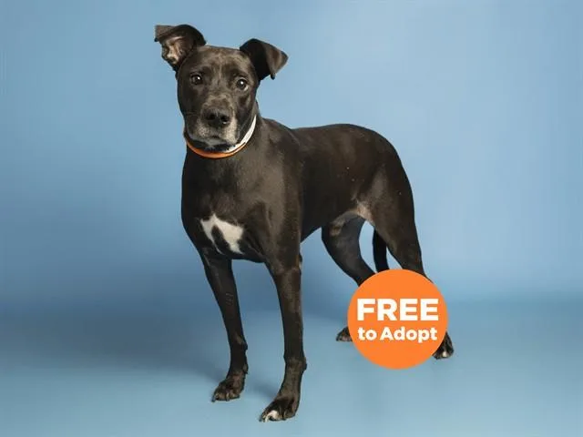 An adult large-sized male Labrador Retriever dog named Max for adoption in Phoenix, AZ