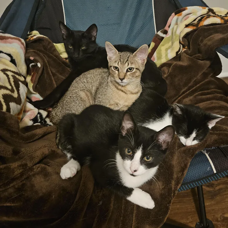 A baby medium-sized female Domestic Short Hair cat named River for adoption in Wilmington, NC
