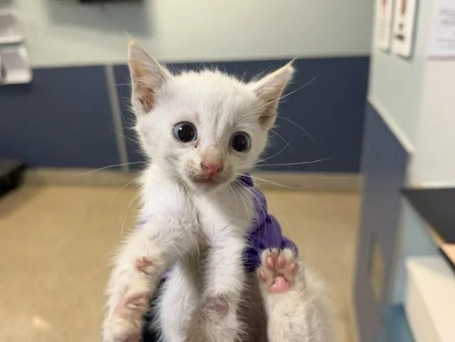 A baby small-sized male Domestic Short Hair cat named Mack for adoption in Miami, FL