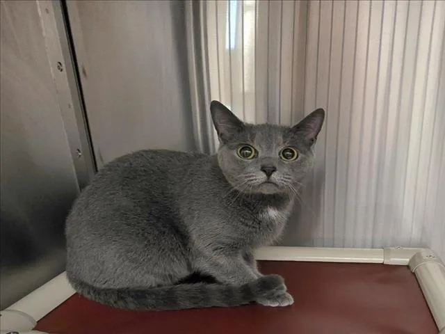 An adult medium-sized female Domestic Short Hair cat named Tap Dancer for adoption in Derwood, MD