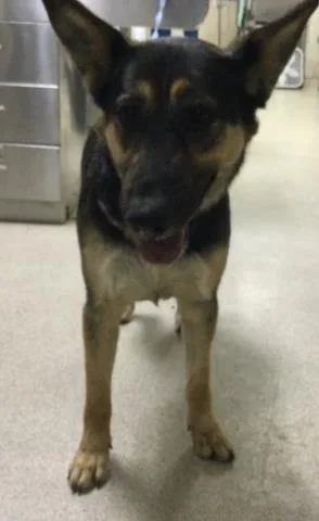 A young medium-sized female German Shepherd Dog dog named Rebecca for adoption in Riverside, CA