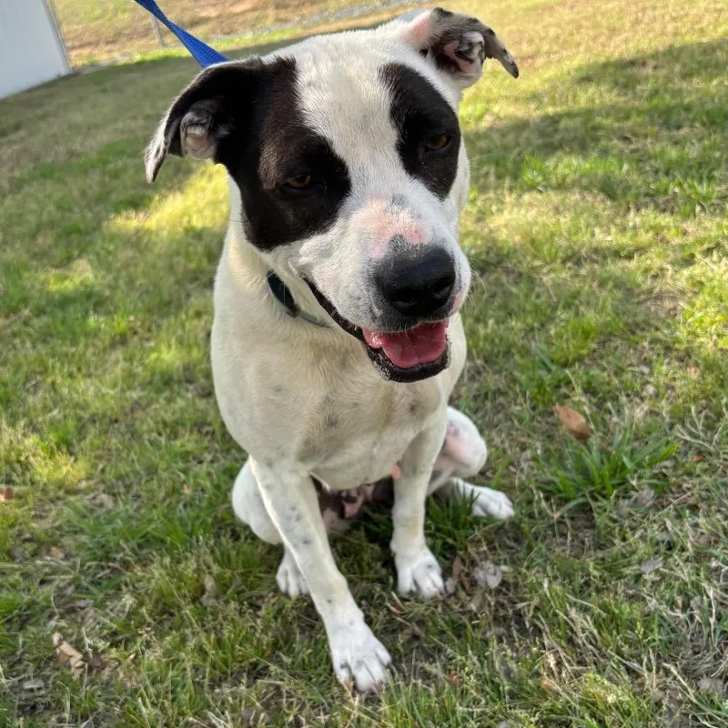 An adult medium-sized female White / Cream Pit Bull Terrier dog named Georgia for adoption in Roxboro, NC