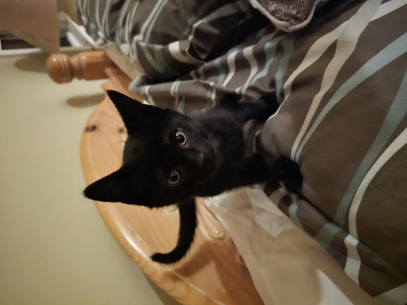 A baby small-sized male Black Domestic Short Hair cat named Armani for adoption in La Jolla, CA