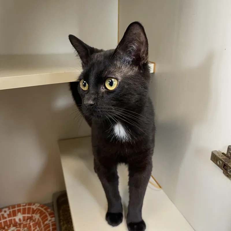 A young medium-sized male Black Domestic Short Hair cat named Alfred for adoption in Somerset, NJ
