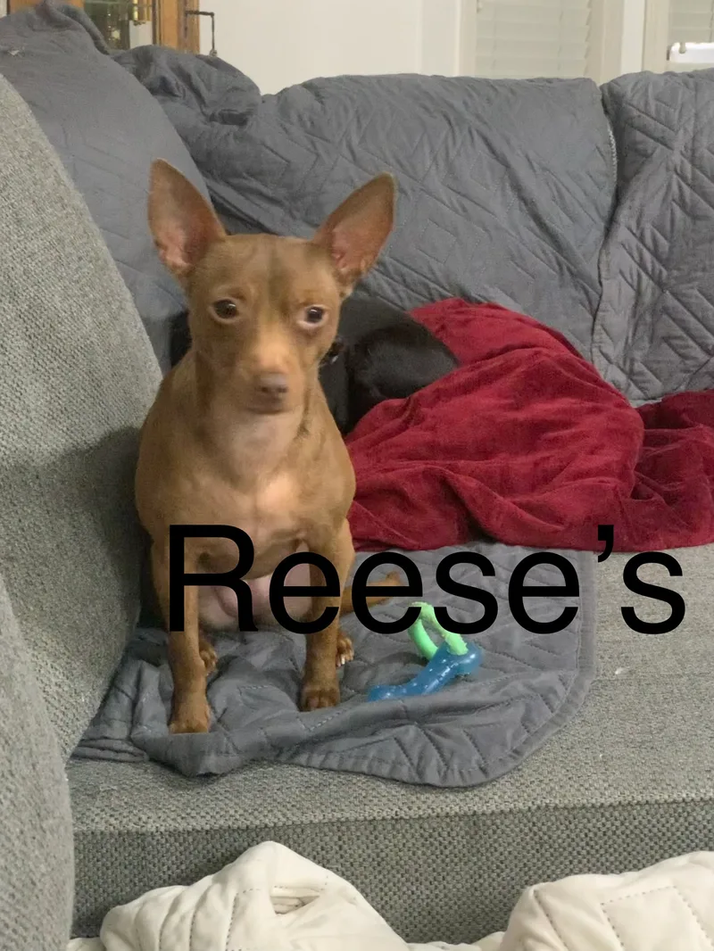 An adult small-sized female Miniature Pinscher dog named Reese’s for adoption in Lacey, WA