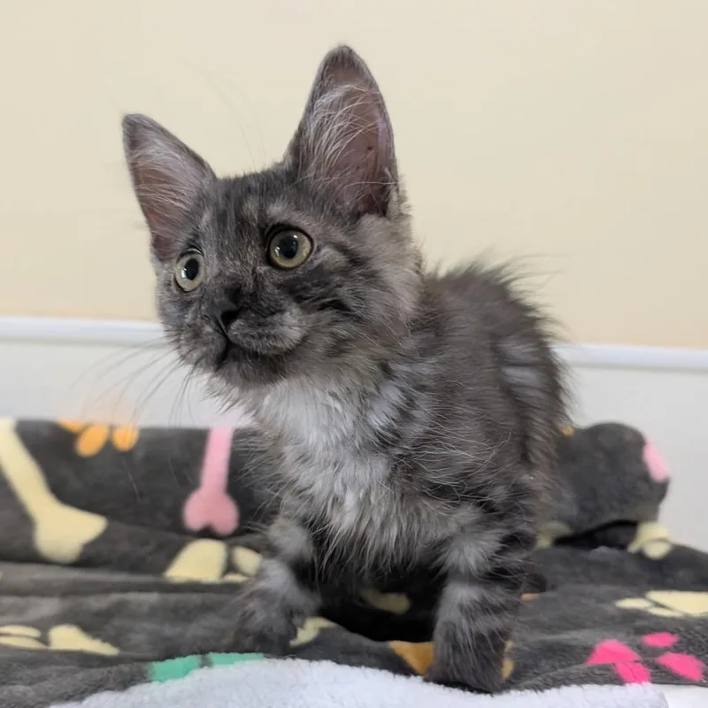 A baby small-sized male Gray / Blue / Silver Domestic Medium Hair cat named Cilantro for adoption in Kailua Kona, HI
