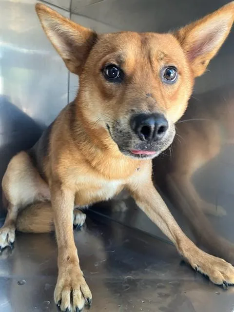 A young medium-sized male Mixed Breed dog named Lucky for adoption in Dallas, TX