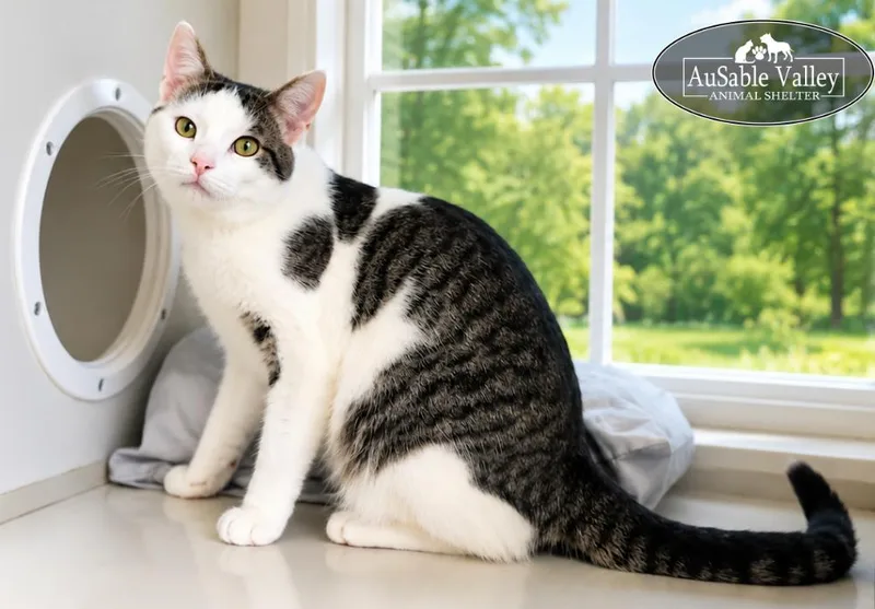 An adult medium-sized male Gray & White Domestic Short Hair cat named Wade for adoption in Grayling, MI