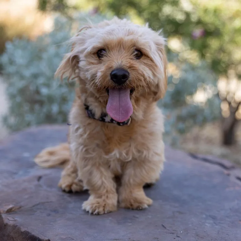An adult small-sized male Golden Miniature Poodle dog named Daxter for adoption in Palm Springs, CA