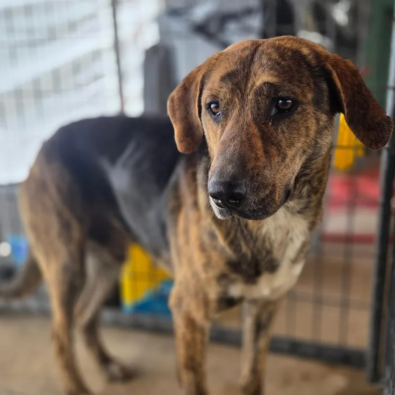 A young medium-sized male Hound dog named Bain for adoption in Madison, MS