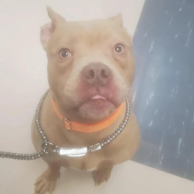 An adult medium-sized male Red / Chestnut / Orange Pit Bull Terrier dog named Diesel for adoption in Vineland, NJ