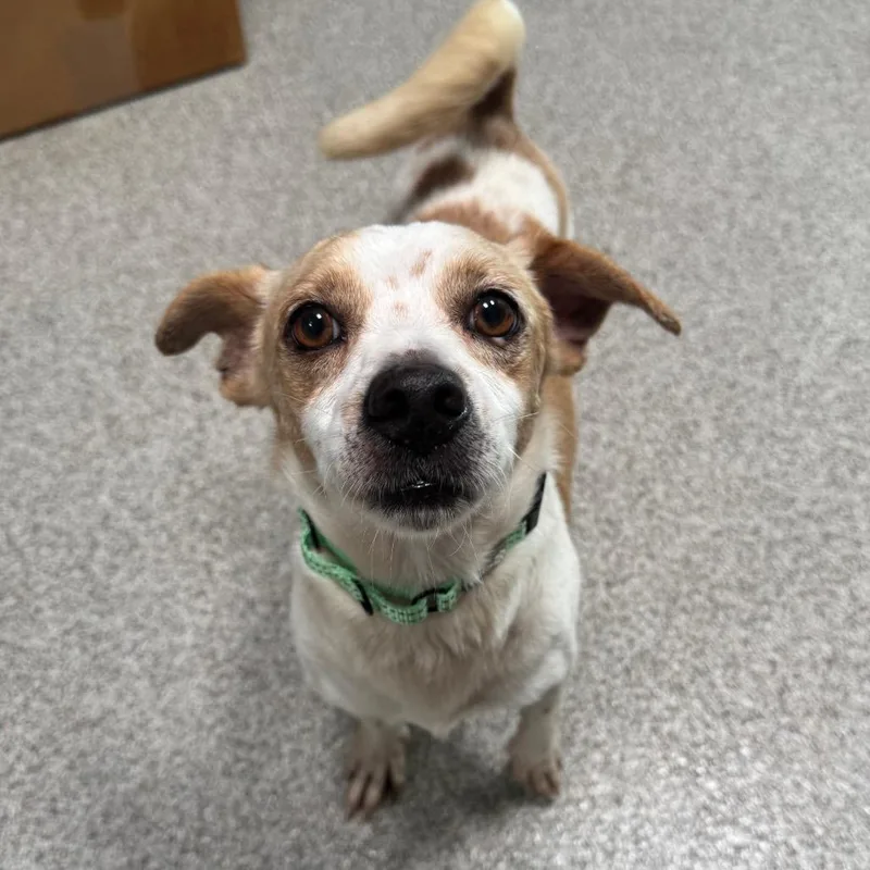 An adult small-sized male White / Cream Chihuahua dog named Dale for adoption in Englewood, FL