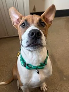 A baby medium-sized male Yellow / Tan / Blond / Fawn Boxer dog named Alton for adoption in Cleveland, OH