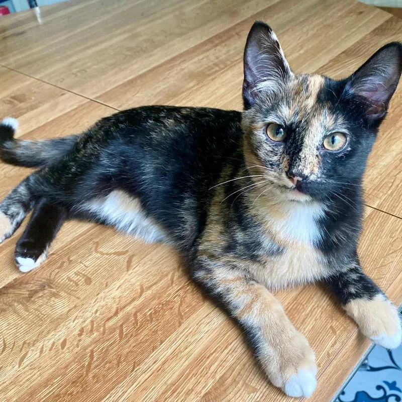 Penny