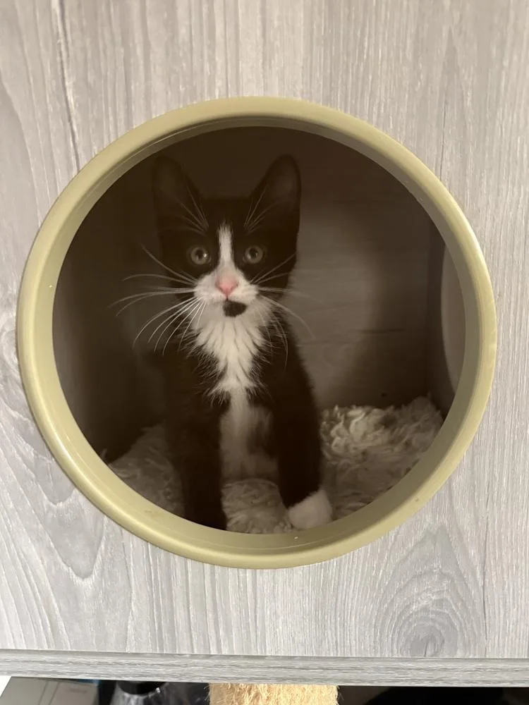 A baby small-sized male Domestic Short Hair cat named Clyde for adoption in Ferndale, MI