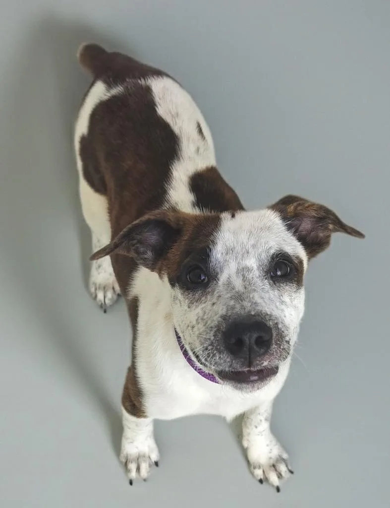 A baby medium-sized female Cattle Dog dog named Bindimo Old Puppy! for adoption in Fort Myers, FL